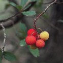 Arbutus unedo